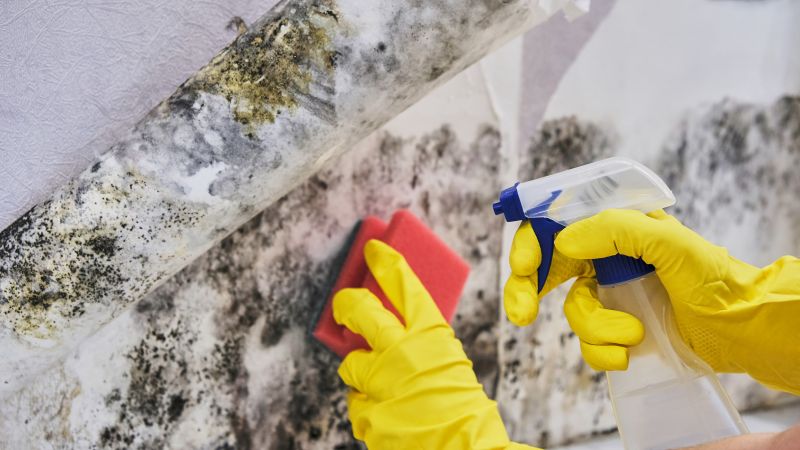 Attic Mold Remediation in Dallas, TX