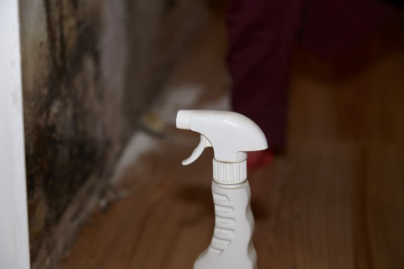 Attic Mold Removal in Fort Lauderdale, FL