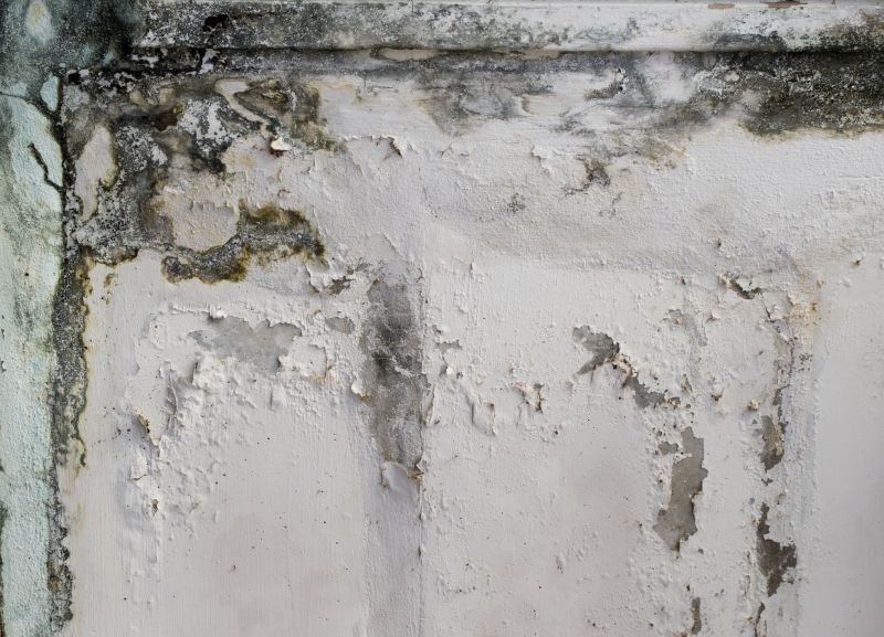 Basement Mold Removal in Broward County, FL