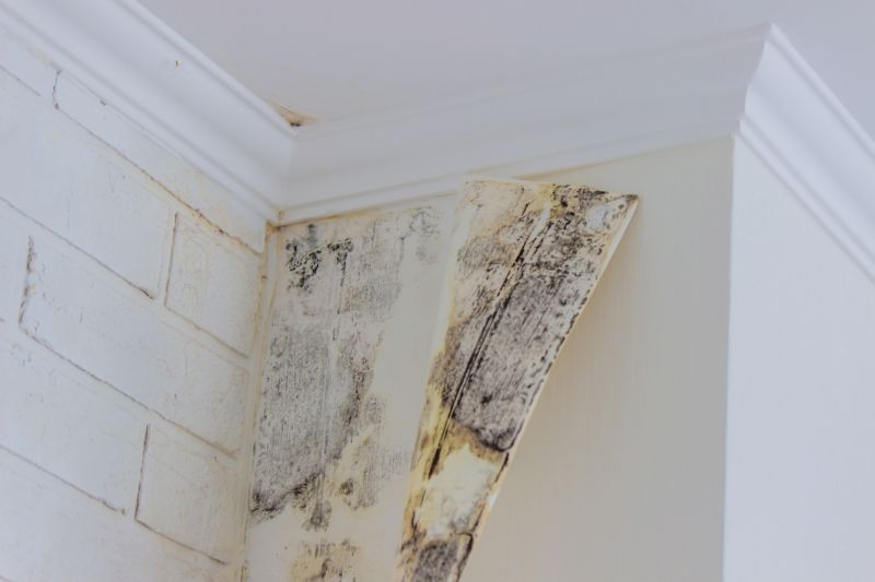 Black Mold Remediation in Fort Lauderdale, FL
