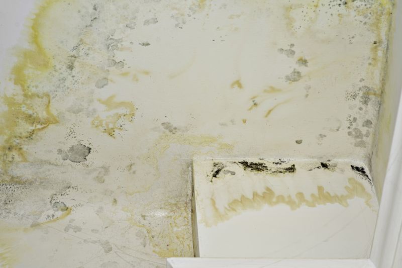 Black Mold Remediation in Broward County, FL