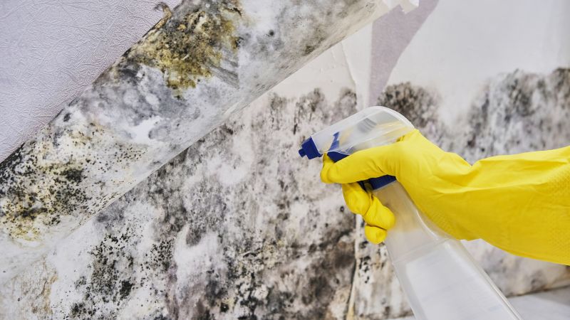 Black Mold Removal in Boynton Beach, FL