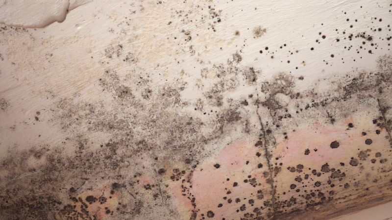 Ceiling Mold Removal in Essex County, NJ