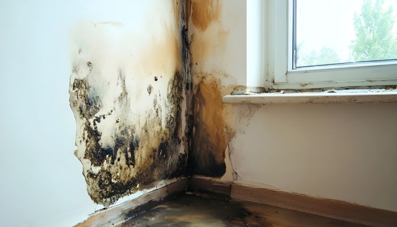 Crawl Space Mold Removal in Broward County, FL