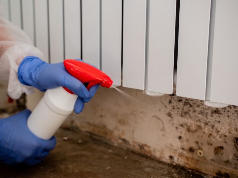 White Mold Mitigation in Boca Raton, FL
