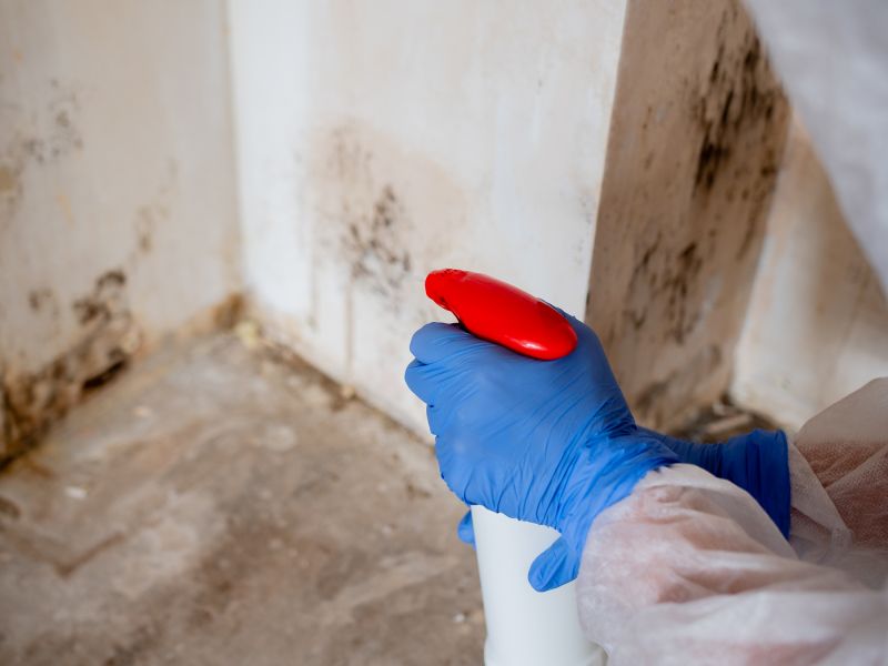 White Mold Mitigation in Boca Raton, FL