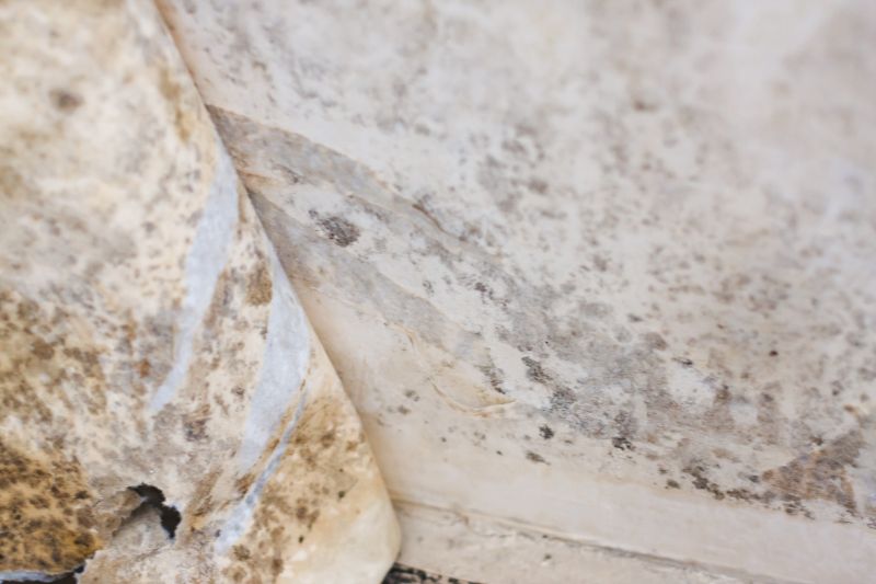 White Mold Mitigation in Fort Worth, TX