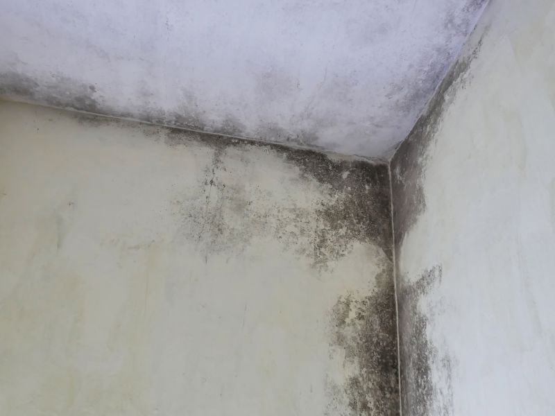 Attic Mold Removal in Bergen County, NJ