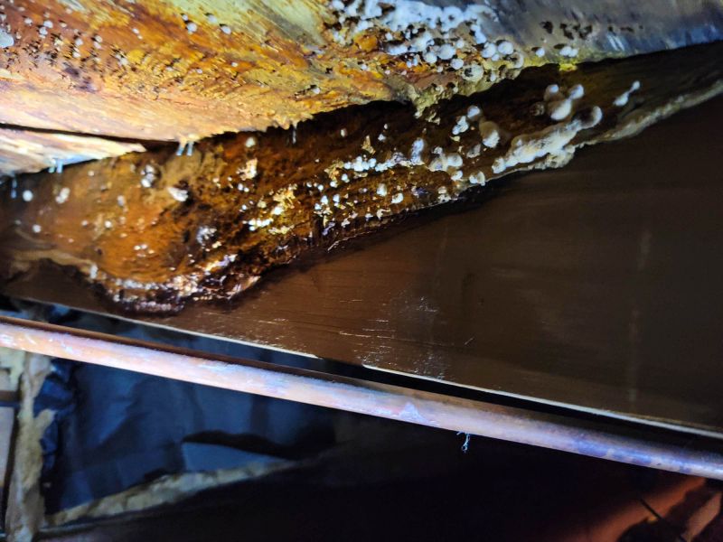 Basement Mold Remediation in Jupiter, FL