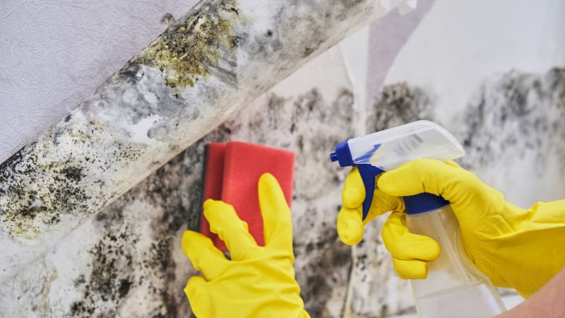 Mold Treatment Service in Boca Raton, FL